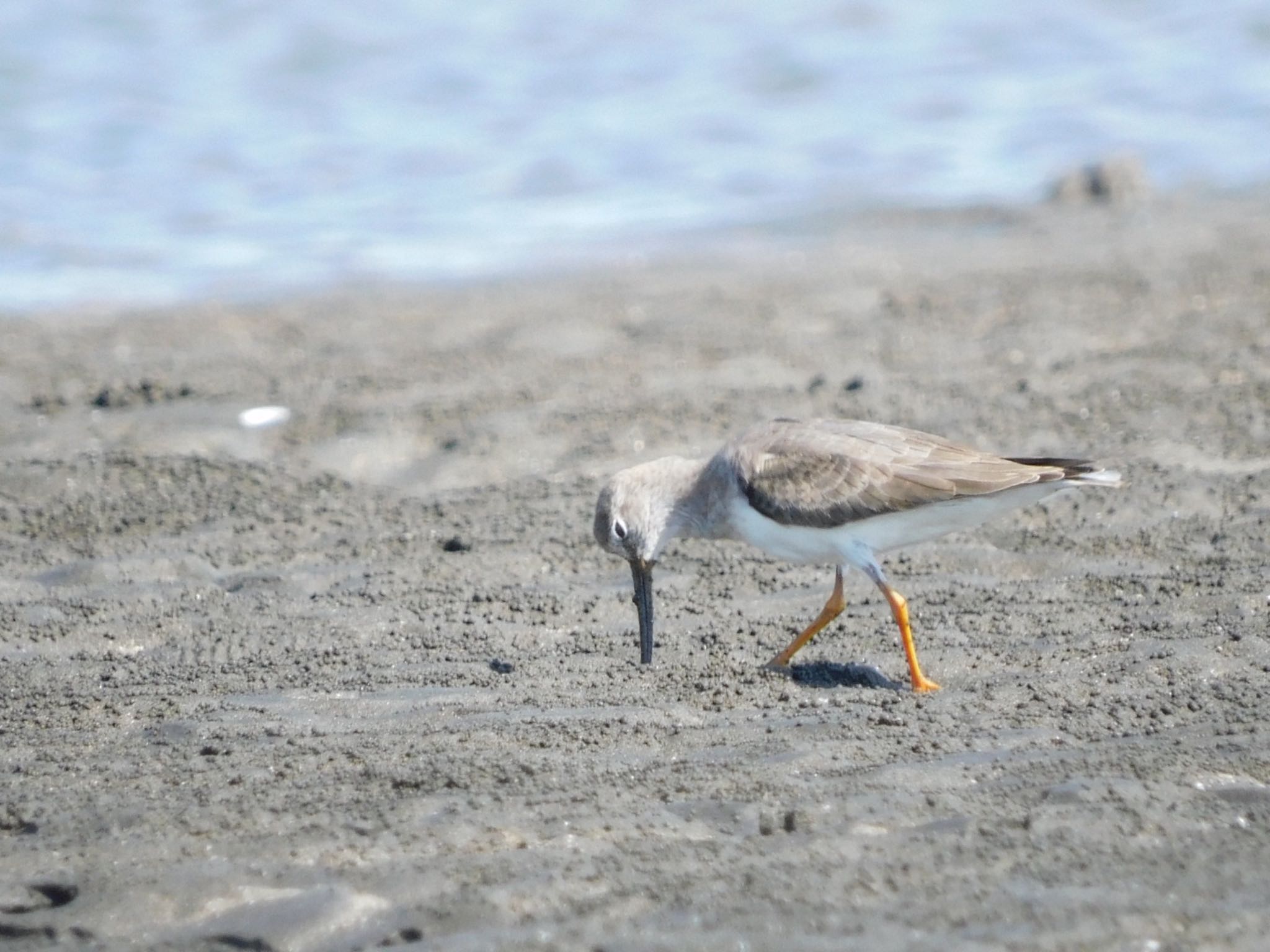 ふなばし三番瀬海浜公園 ソリハシシギの写真 by ucello