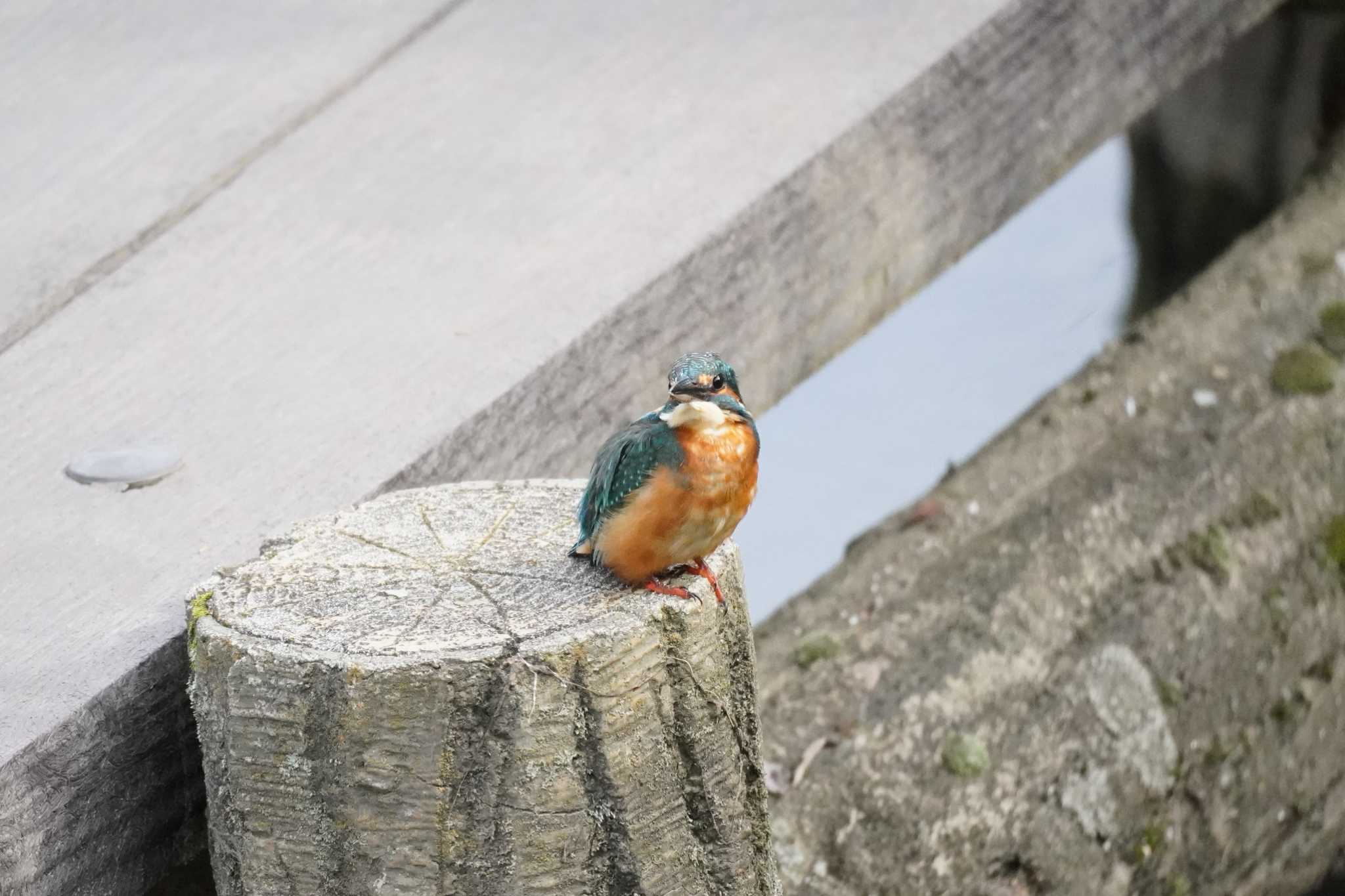 埼玉県 カワセミの写真 by どばと