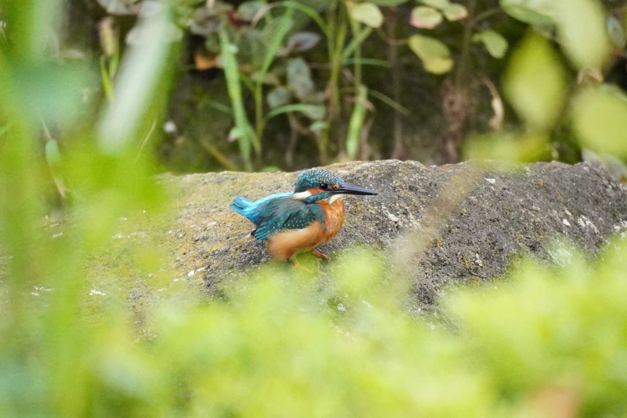 埼玉県 カワセミの写真 by どばと