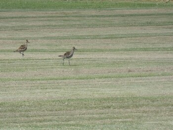 Pacific Golden Plover Yoron Island Wed, 9/22/2021