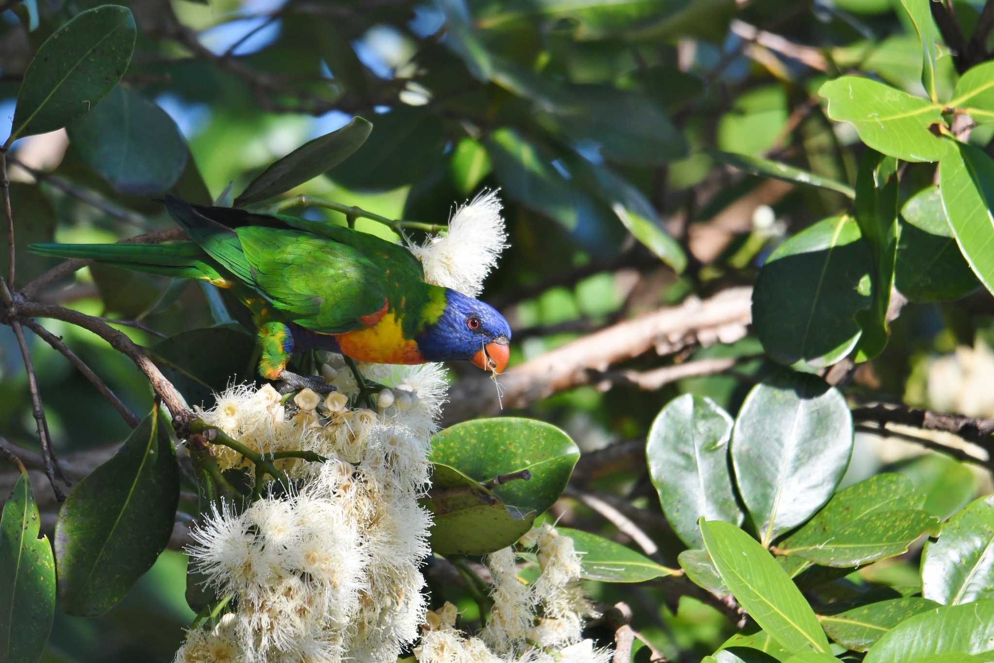 Photo of Rainbow Lorikeet at ケアンズ by あひる