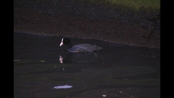 Eurasian Coot 田尻町 Unknown Date