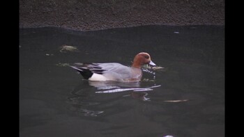 Eurasian Wigeon 田尻町 Unknown Date