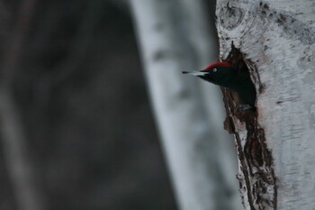 Black Woodpecker 札幌市南区 Mon, 2/1/2021