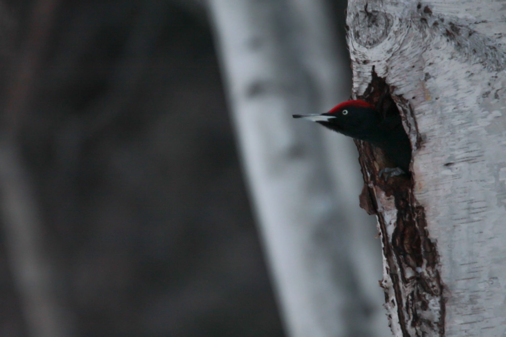 Photo of Black Woodpecker at 札幌市南区 by Tetraodon