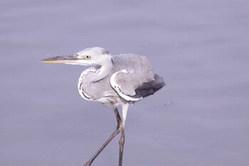 Grey Heron 三葛 Thu, 9/3/2020