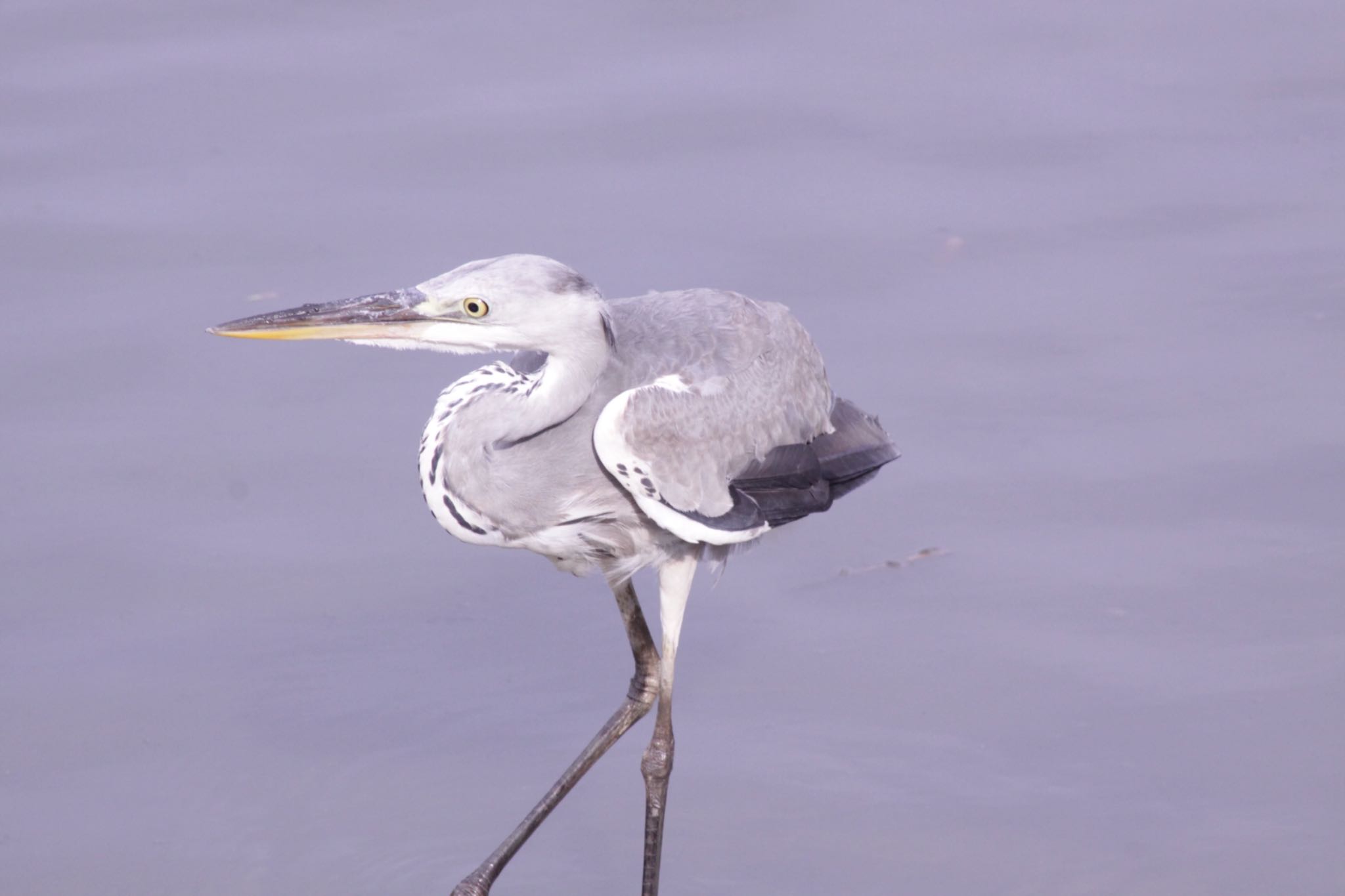 Photo of Grey Heron at 三葛 by Tetraodon