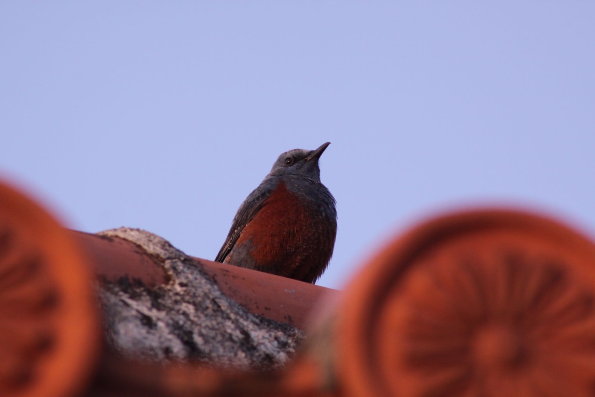 Photo of Blue Rock Thrush at おきなわワールド by Tetraodon