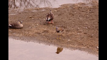 Grey-headed Lapwing 藤井川 Unknown Date