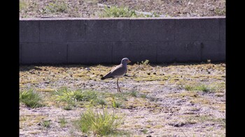 Grey-headed Lapwing 神村町 Unknown Date