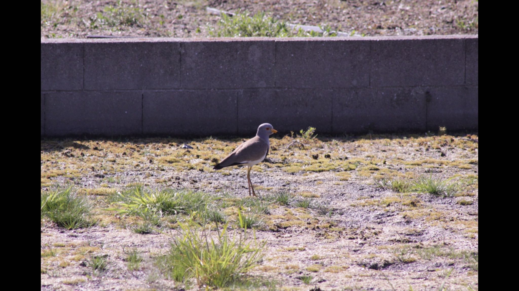 Photo of Grey-headed Lapwing at 神村町 by Tetraodon