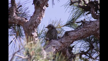 Brown-eared Bulbul 熊取町 Unknown Date