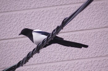 Eurasian Magpie 苫小牧市内 Thu, 1/28/2021