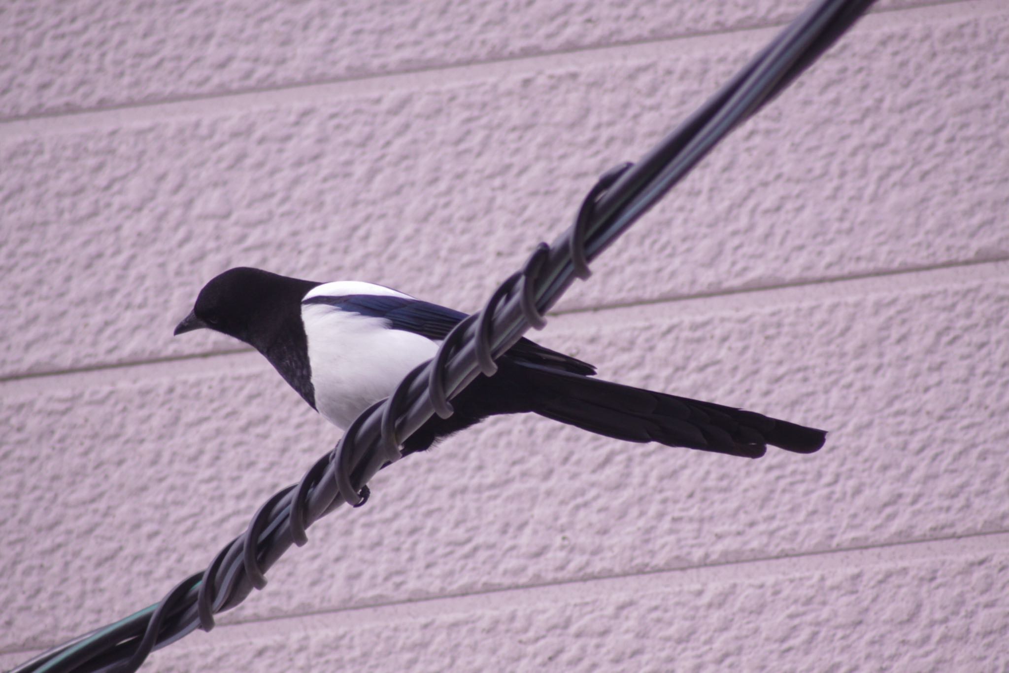 Photo of Eurasian Magpie at 苫小牧市内 by Tetraodon