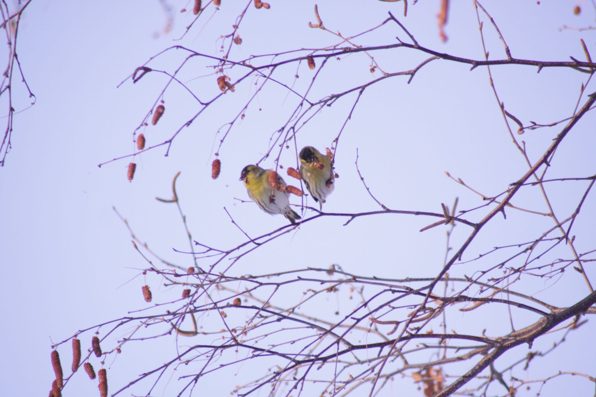 Photo of Eurasian Siskin at Makomanai Park by Tetraodon