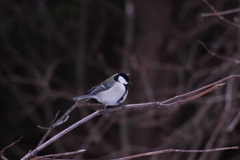 Japanese Tit Tomakomai Experimental Forest Thu, 1/28/2021