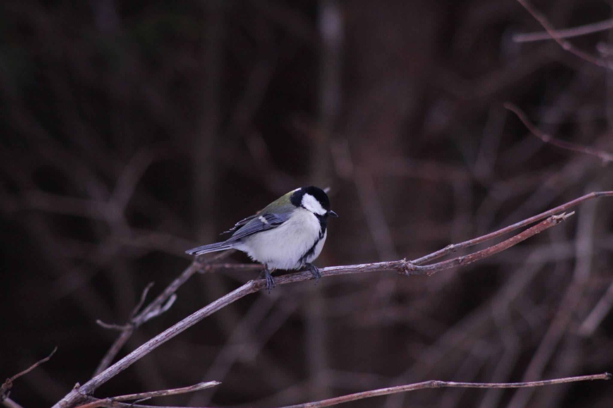 Photo of Japanese Tit at Tomakomai Experimental Forest by Tetraodon