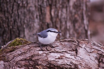 Eurasian Nuthatch(asiatica) Tomakomai Experimental Forest Thu, 1/28/2021