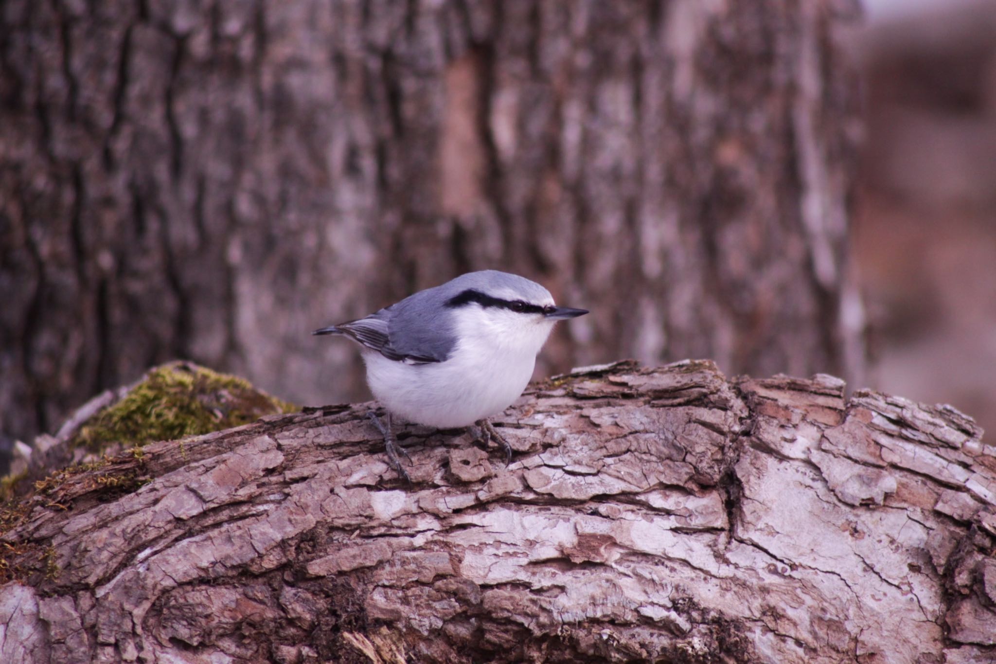 Photo of Eurasian Nuthatch(asiatica) at Tomakomai Experimental Forest by Tetraodon