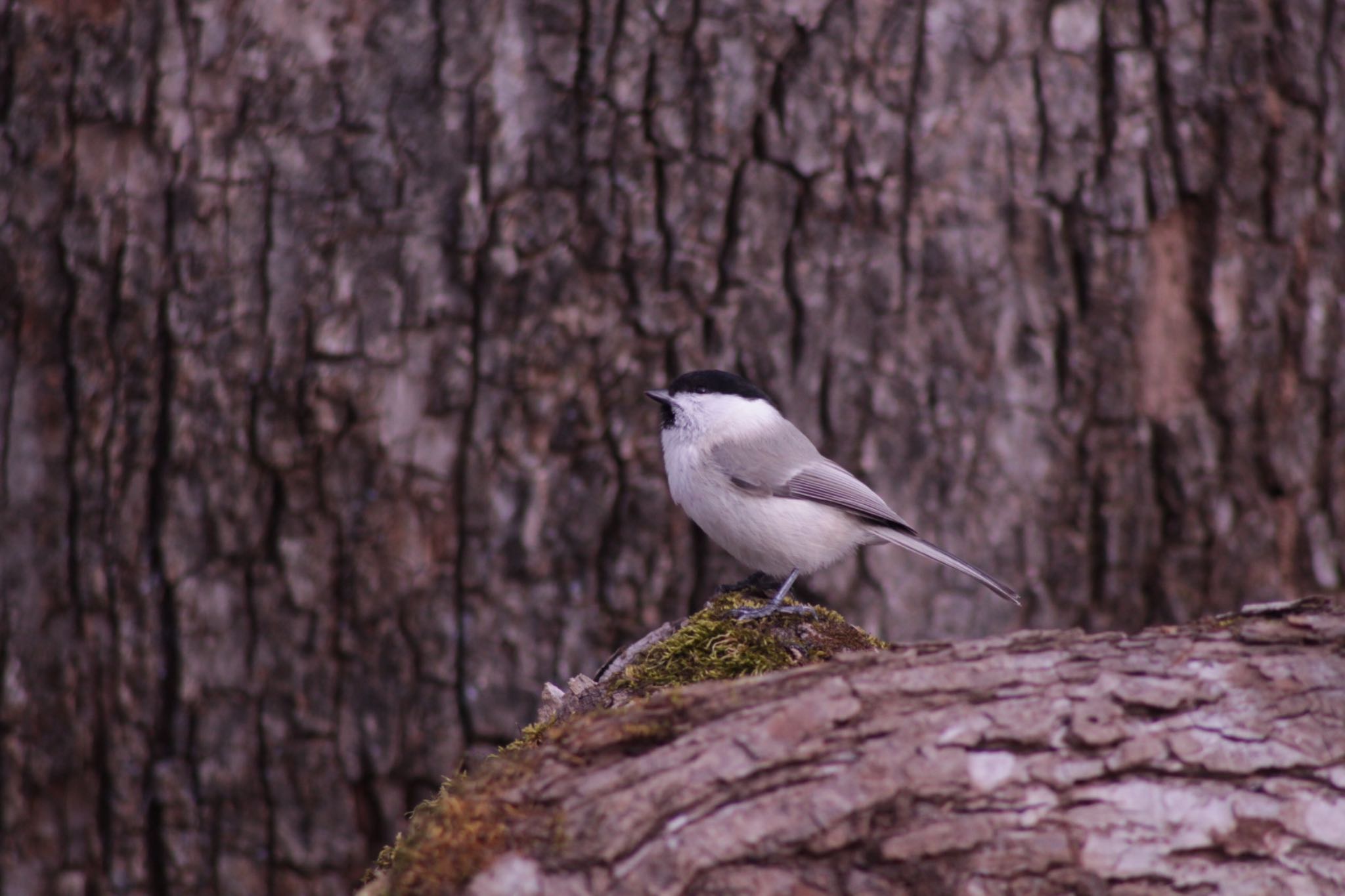 Photo of Willow Tit at Tomakomai Experimental Forest by Tetraodon