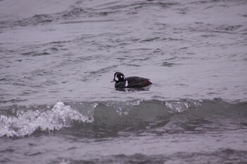 Harlequin Duck 鵡川河口 Thu, 1/28/2021