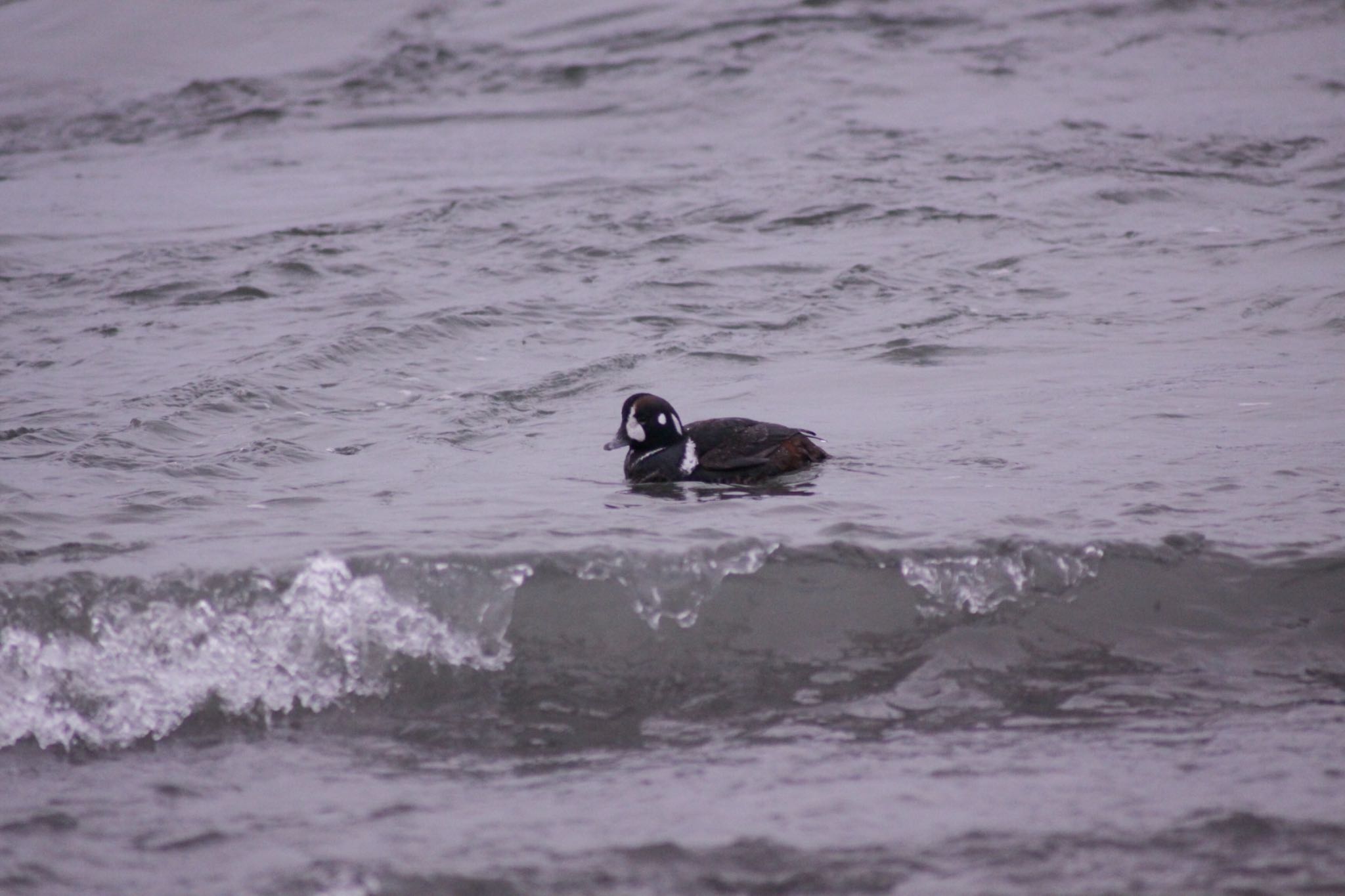 Photo of Harlequin Duck at 鵡川河口 by Tetraodon