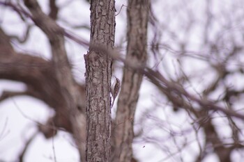 Eurasian Treecreeper(daurica) Tomakomai Experimental Forest Thu, 1/28/2021