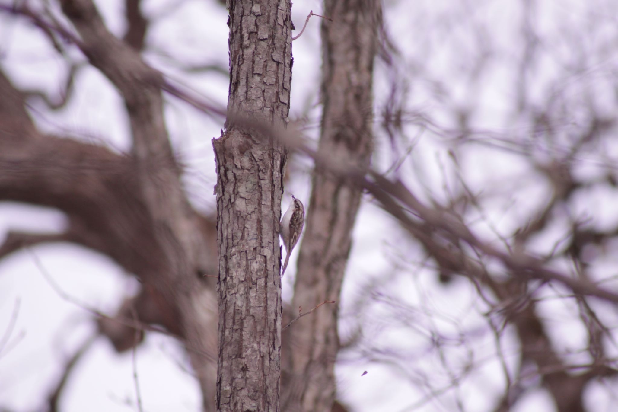 Photo of Eurasian Treecreeper(daurica) at Tomakomai Experimental Forest by Tetraodon