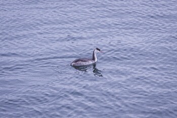 Great Crested Grebe 琵琶湖 Mon, 12/28/2020