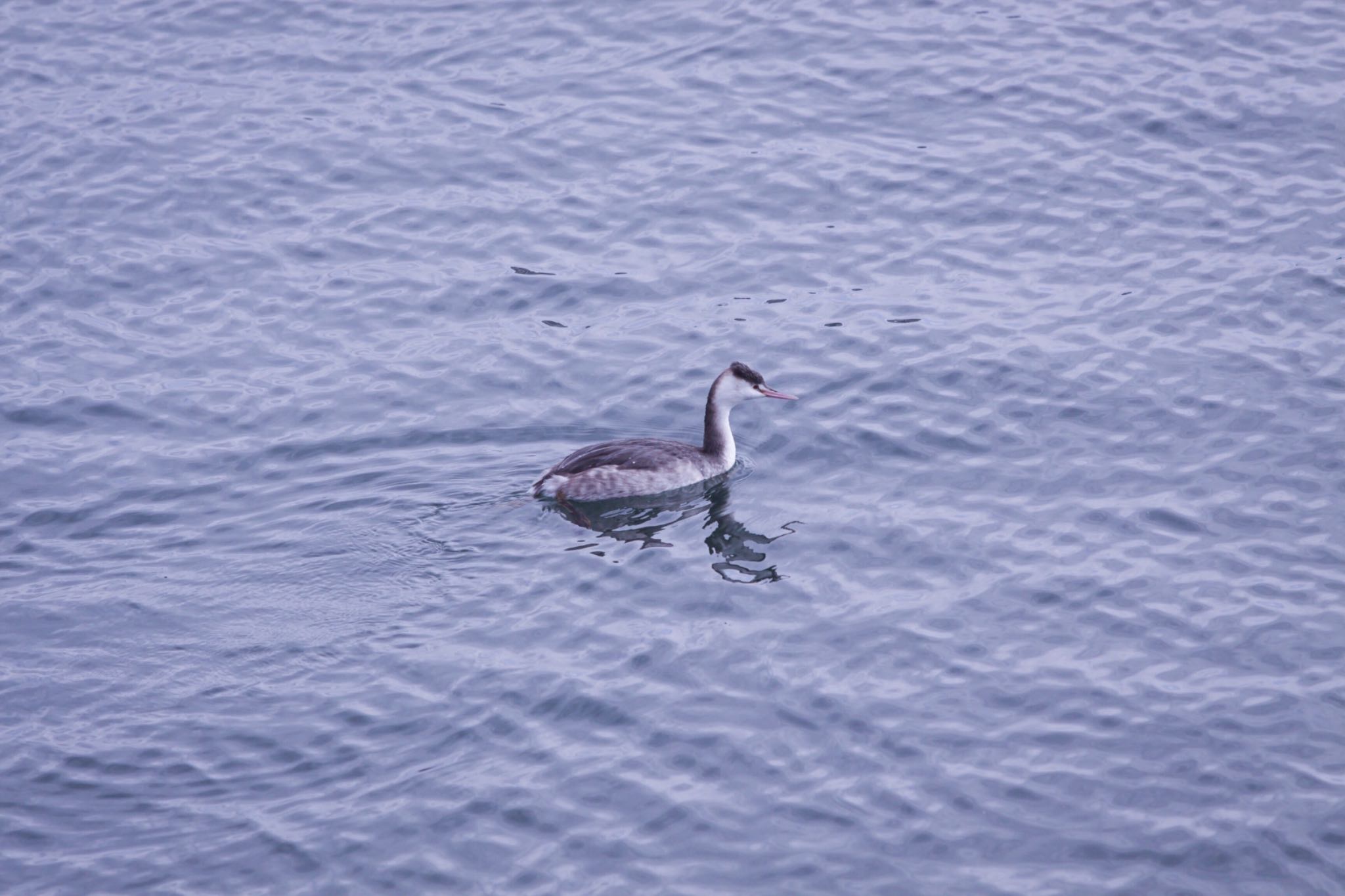 琵琶湖 カンムリカイツブリの写真 by Tetraodon