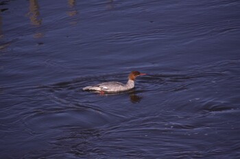 Common Merganser 標津川 Sun, 10/18/2020