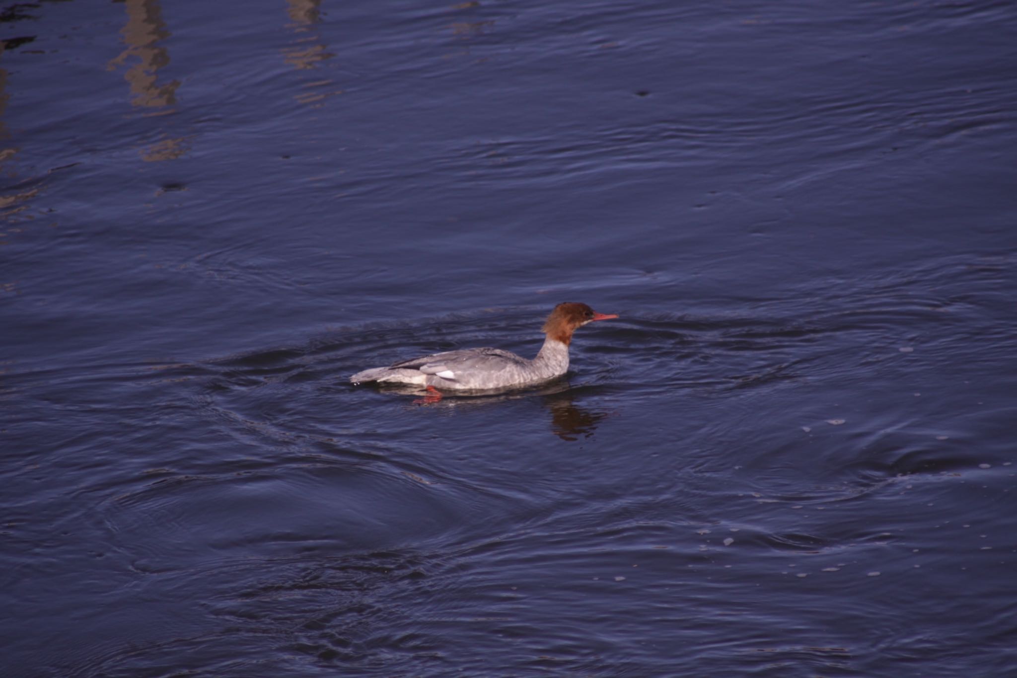 Photo of Common Merganser at 標津川 by Tetraodon