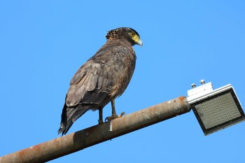 Crested Serpent Eagle 金山淸水濕地 Tue, 9/21/2021