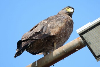 Crested Serpent Eagle 金山淸水濕地 Tue, 9/21/2021