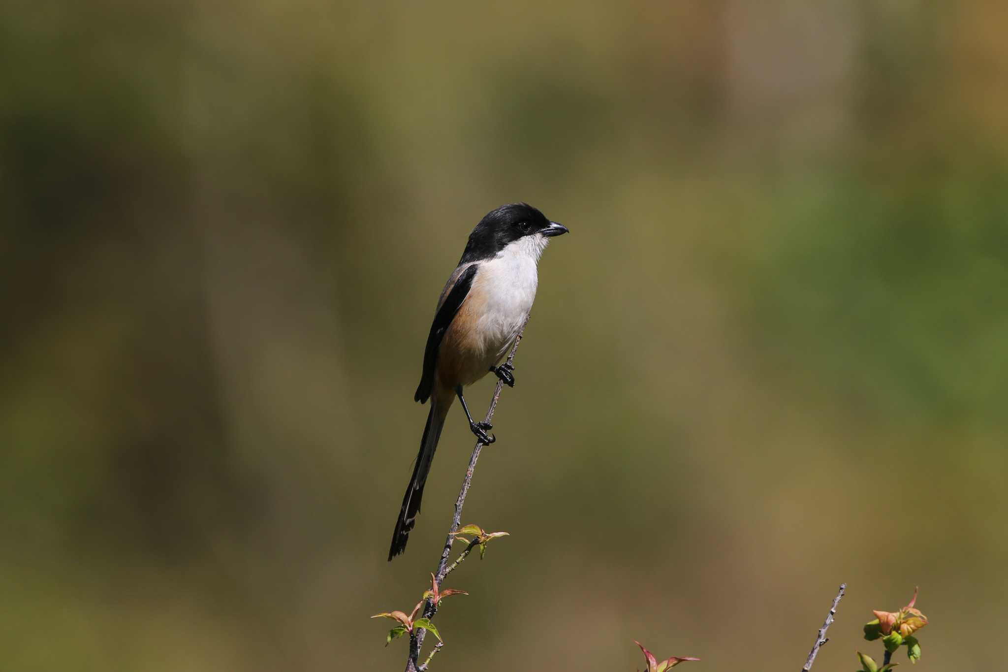 Photo of Long-tailed Shrike at Royal Agricultural Station Angkhang by Trio