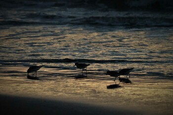 Red-necked Stint 千里浜(石川県羽咋市) Wed, 9/22/2021