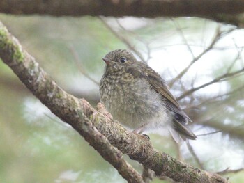 Red-flanked Bluetail 北八ヶ岳 Thu, 8/12/2021