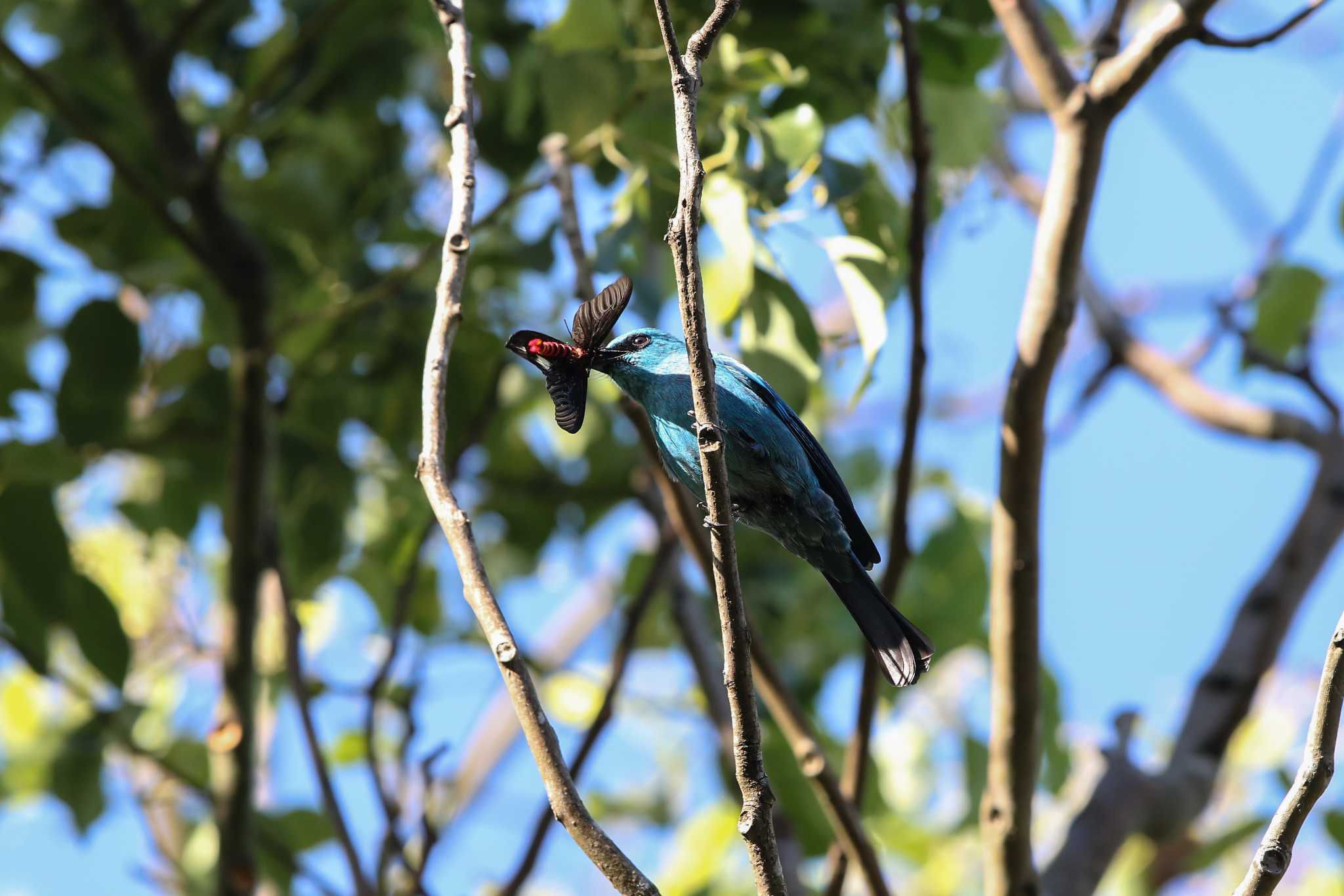 Photo of Verditer Flycatcher at Angkhang Nature Resort by Trio