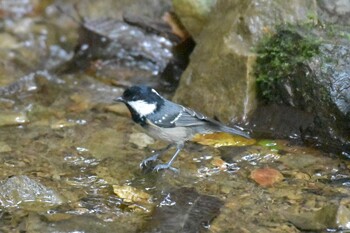 Coal Tit ささやまの森公園(篠山の森公園) Mon, 9/20/2021
