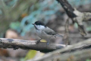 Willow Tit ささやまの森公園(篠山の森公園) Mon, 9/20/2021