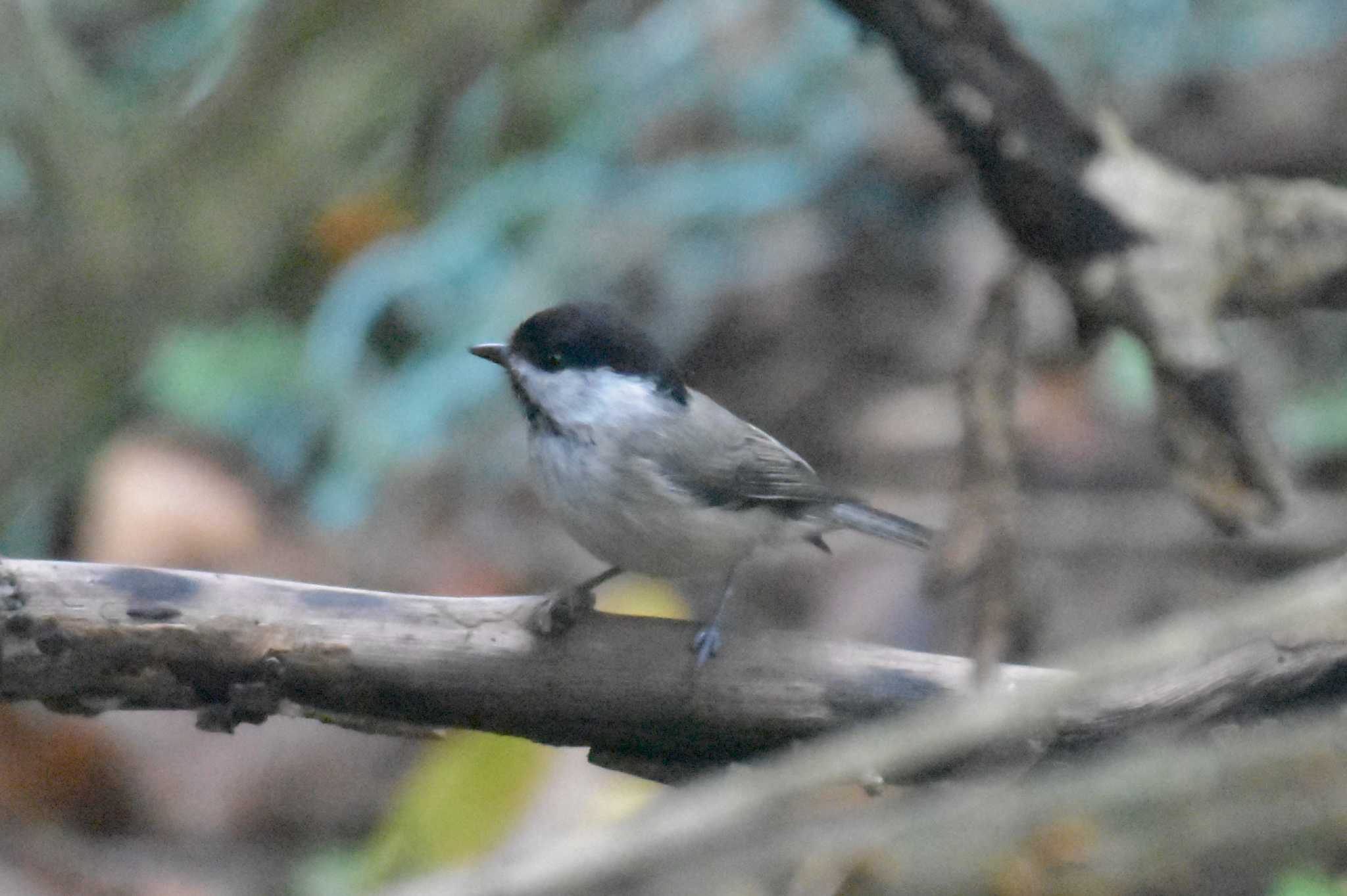 ささやまの森公園(篠山の森公園) コガラの写真