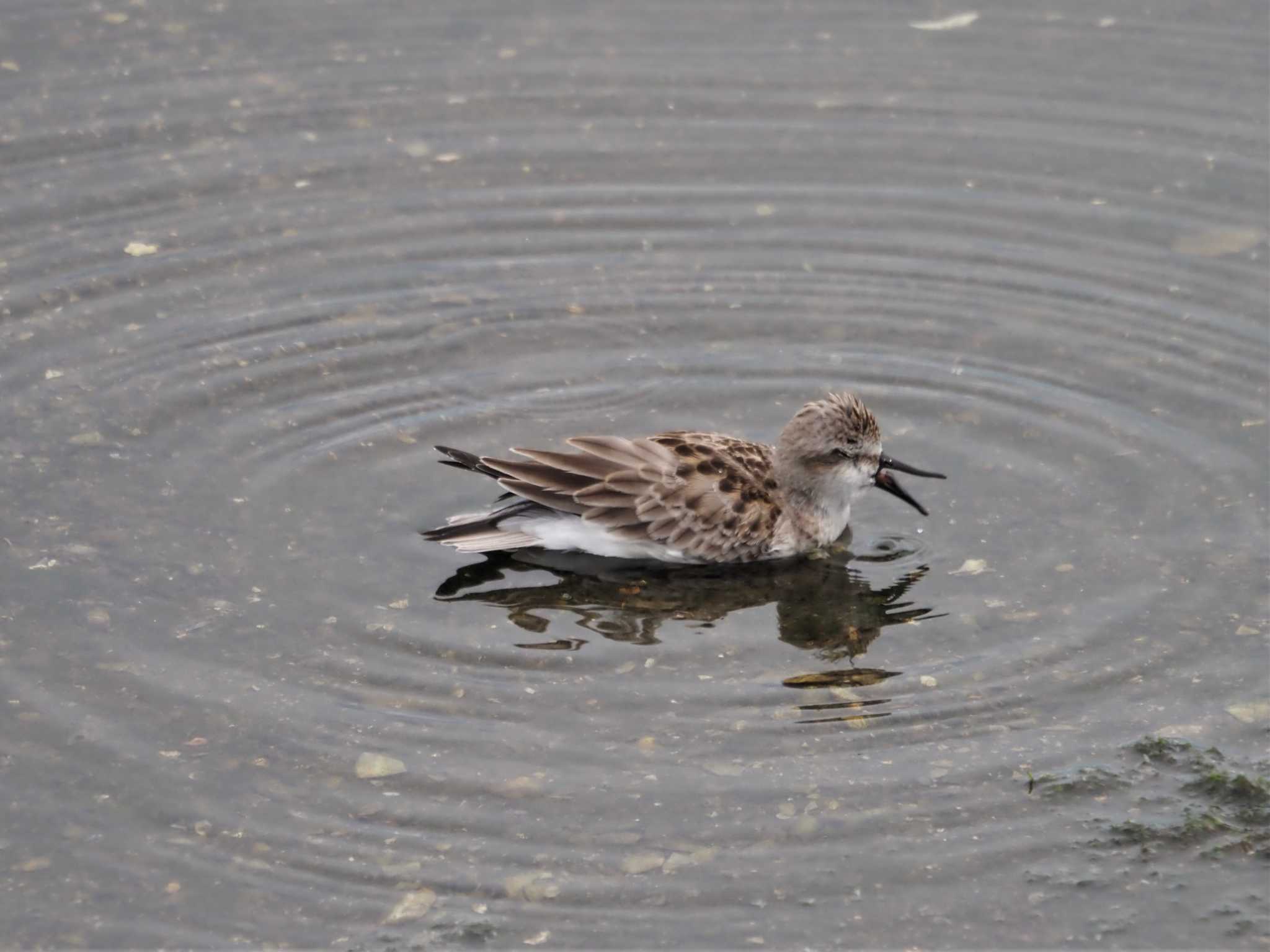 トウネン　水浴び中