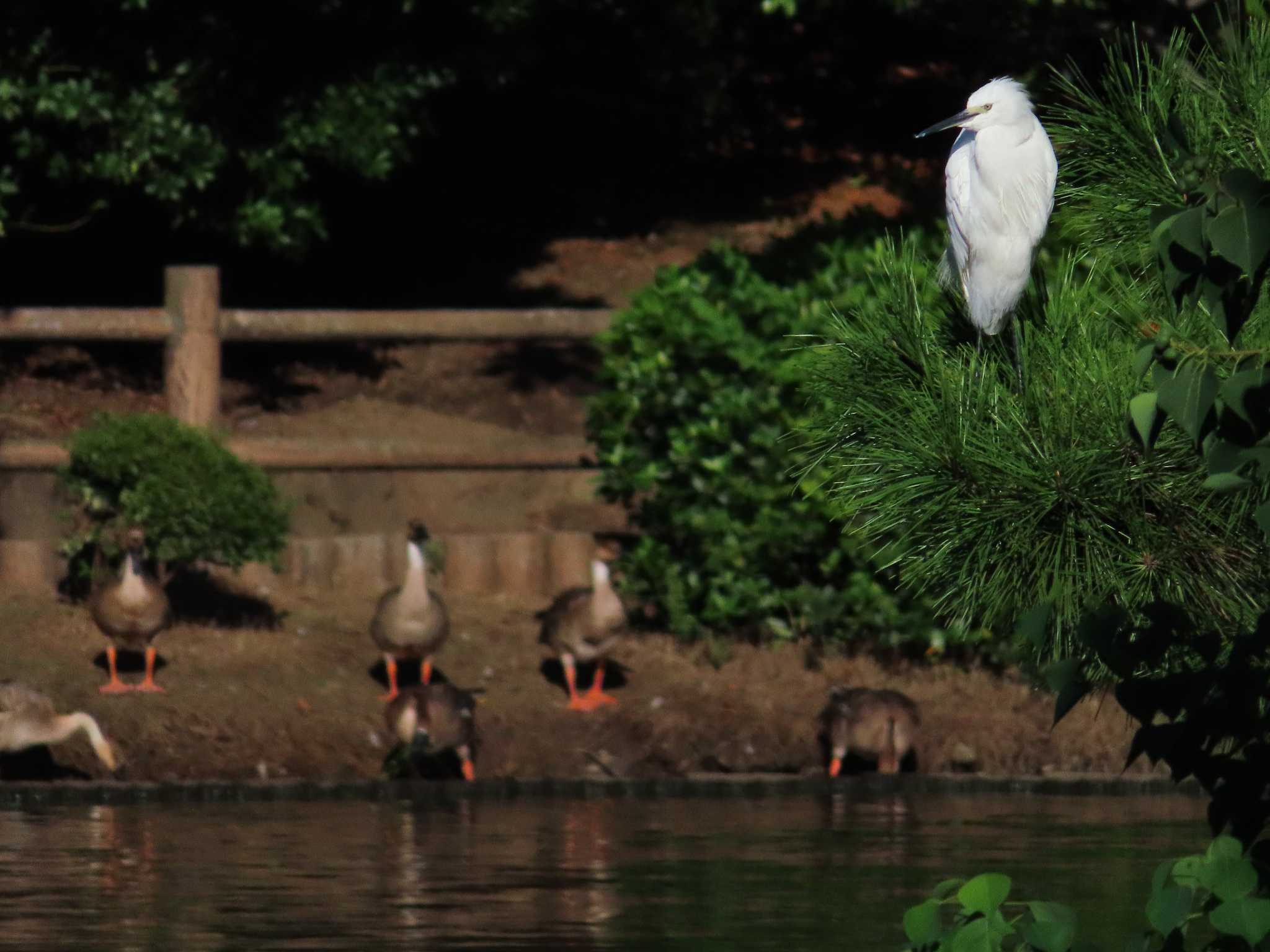 大池親水公園 コサギの写真