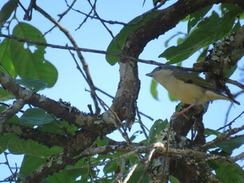 White-browed Shrike-Babbler