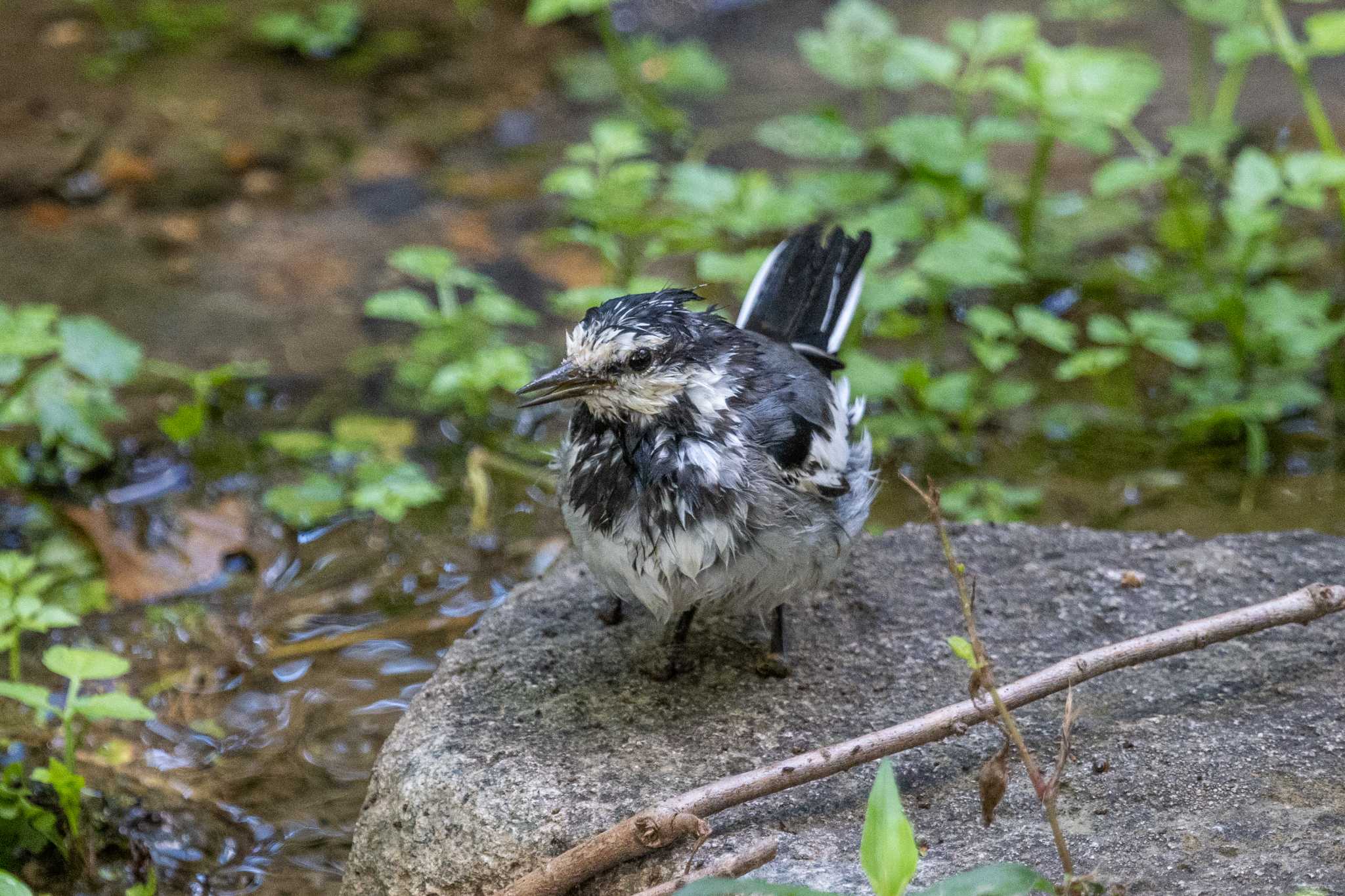 金ヶ崎公園(明石市) ハクセキレイの写真