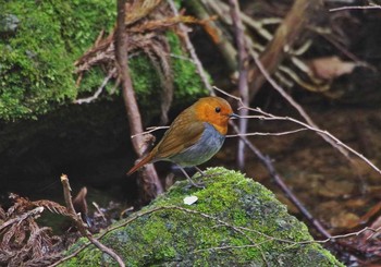 Japanese Robin 神奈川県 Sat, 4/22/2017