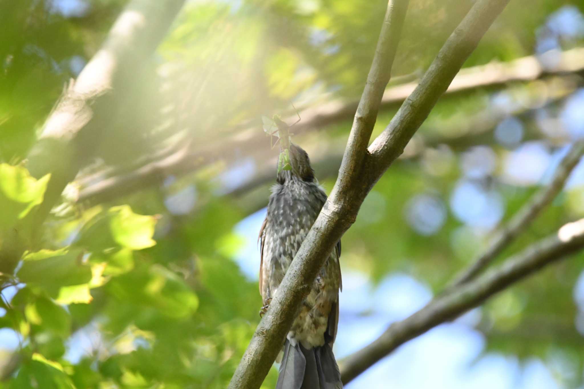 カマキリゲット