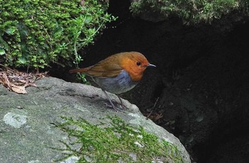 Japanese Robin 神奈川県 Sat, 4/22/2017