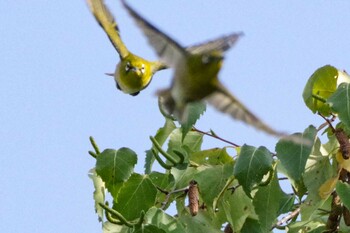 2021年9月23日(木) 福井緑地(札幌市西区)の野鳥観察記録