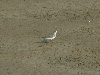 Broad-billed Sandpiper いしかり調整池(石狩調整池) Thu, 9/23/2021